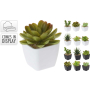 СУКУЛЕНТ В КАШПА АСОРТИ 5/11 СM