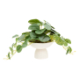 NIPPO PILEA ИЗКУСТВЕНО РАСТЕНИЕ В КАШПА 29 СМ