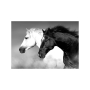 HORSE BLACK AND WHITE КАРТИНА 50/70СМ