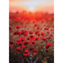 RED POPPY КАРТИНА 50/70 СМ