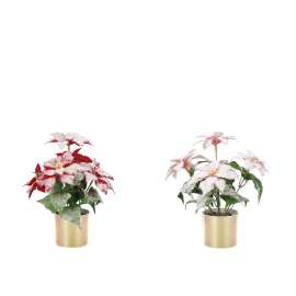 КОЛЕДНА ЗВЕЗДА В КАШПА