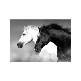 HORSE BLACK AND WHITE КАРТИНА 50/70СМ