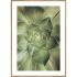 GREEN КАРТИНА 50/70 СМ - 