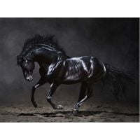 BLACK HORSE КАРТИНА КАНАВА 85/113 СМ - Декорация