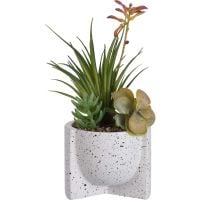 СУКУЛЕНТ В КАШПА 12/26 CM - 