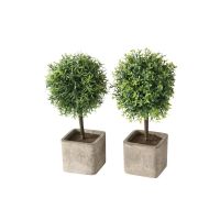 BOXWOOD ЧЕМШИР В КАШПА АСОРТИ 12/26 СМ - 