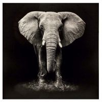 ELEPHANT КАРТИНА 100/100 СМ - 