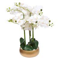SANAE ОРХИДЕЯ В КАШПА 65 СМ - 