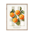 MANDARINES КАРТИНА С РАМКА 40/50 СМ